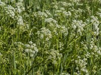 Anthriscus sylvestris 80, Fuitenkruid, Saxifraga-Jan van der Straaten