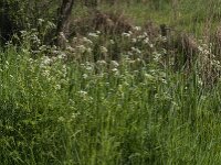 Anthriscus sylvestris 81, Fuitenkruid, Saxifraga-Jan van der Straaten