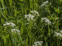 Anthriscus sylvestris 83, Fuitenkruid, Saxifraga-Jan van der Straaten