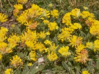 Anthyllis vulneraria ssp alpina 57, Saxifraga-Harry Jans  Anthylis vulnearia ssp. alpina