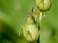 Antirrhinum braun-blanquetti 5, Saxifraga-Sonja Bouwman  Antirrhinum braun-blanquetti - Plantaginaceae familie