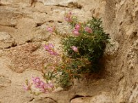 Antirrhinum majus 23, Grote leeuwenbek, Saxifraga-Ed Stikvoort