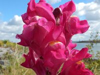 Antirrhinum majus 24, Grote leeuwenbek, Saxifraga-Ed Stikvoort