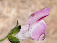 Antirrhinum mollissimum 2, Saxifraga-Sonja Bouwman  Antirrhinum mollissimum - Plantaginaceae familie