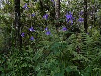 Aquilegia vulgaris ssp dichroa 68 Saxifraga-Ed Stikvoort : Sigüeiro - Santiago de Compostela A900