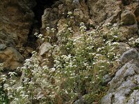 Arabidopsis arenosa 24, Rozetsteenkers, Saxifraga-Jasenka Topic
