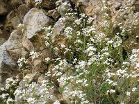 Arabidopsis arenosa 25, Rozetsteenkers, Saxifraga-Jasenka Topic