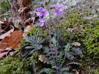 Arabidopsis arenosa 27, Rozetsteenkers, Saxifraga-Ed Stikvoort : Consdorfer Millen - Scheidgen - Echternach s9900
