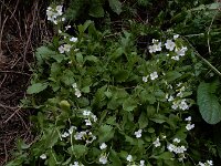 Arabis caucasica 15, Saxifraga-Ed Stikvoort : Jerevan - Garni A900