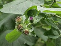 Arctium lappa 18, Grote klit, Saxifraga-Tom Heijnen