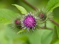 Arctium minus 10, Gewone Klit, Saxifraga-Bart Heijne : 2024, Arctium minus, De Knokkert, Zeeland, Zeeuws Vlaanderen, gewone klis, gewone klit, juli, plant, vakantie, zomer