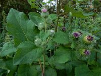 Arctium minus 13, Gewone klit left, Saxifraga-Ed Stikvoort