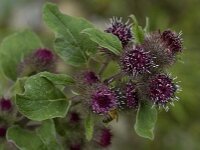 Arctium minus 2, Gewone klit, Saxifraga-Willem van Kruijsbergen