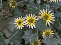 Arctotheca calendula 65, Saxifraga-Jan van der Straaten