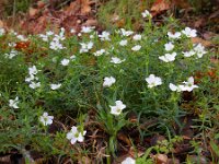 Arenaria montana 12, Bergzandmuur, Saxifraga-Ed Stikvoort