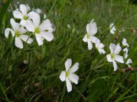 Arenaria montana 17, Bergzandmuur, Saxifraga-Rutger Barendse