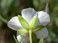 Arenaria montana 20, Bergzandmuur, Saxifraga-Sonja Bouwman