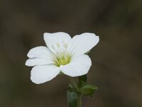Arenaria montana 22, Bergzandmuur, Saxifraga-Willem van Kruijsbergen
