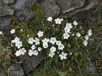 Arenaria montana 23, Bergzandmuur, Saxifraga-Willem van Kruijsbergen