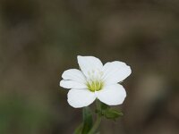 Arenaria montana 25, Bergzandmuur, Saxifraga-Willem van Kruijsbergen