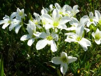 Arenaria montana 26, Bergzandmuur, Saxifraga-Hans Grotenhuis