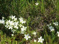 Arenaria montana 27, Bergzandmuur, Saxifraga-Hans Grotenhuis