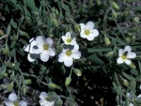 Arenaria montana 4, Bergzandmuur, Saxifraga-Jan van der Straaten