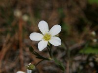 Arenaria montana 5, Bergzandmuur, Saxifraga-Dirk Hilbers