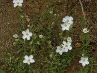 Arenaria montana 7, Bergzandmuur, Saxifraga-Jan van der Straaten