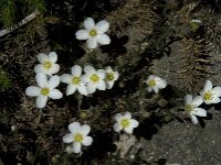 Arenaria montana 9, Bergzandmuur, Saxifraga-Willem van Kruijsbergen