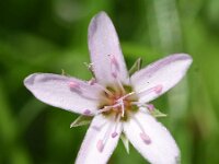 Arenaria purpurascens 3, Saxifraga-Sonja Bouwman  Pink sandwort - Arenaria purpurescens - Caryophyllaceae familie