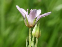 Arenaria purpurescens 1, Saxifraga-Sonja Bouwman   Pink sandwort - Arenaria purpurescens - Caryophyllaceae familie