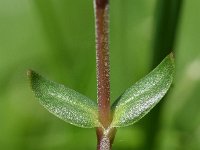 Arenaria purpurescens 2, Saxifraga-Sonja Bouwman   Pink sandwort - Arenaria purpurescens - Caryophyllaceae familie