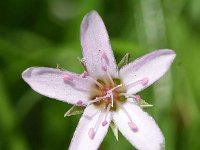 Arenaria purpurescens 3, Saxifraga-Sonja Bouwman   Pink sandwort - Arenaria purpurescens - Caryophyllaceae familie