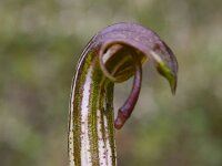 Arisarum vulgare 14, Saxifraga-Harry Jans