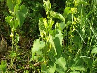 Aristolochia clematitis 21, Pijpbloem, Saxifraga-Hans Grotenhuis