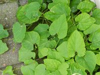 Aristolochia macrophylla 10, Grootbladige pijpbloem, Saxifraga-Rutger Barendse
