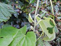 Aristolochia macrophylla 8, Grootbladige pijpbloem, Saxifraga-Rutger Barendse