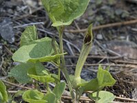 Aristolochia paucinervis 8, Saxifraga-Willem van Kruijsbergen