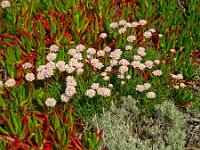 Armeria pungens 51, Saxifraga-Hans Grotenhuis