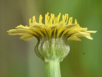 Arnoseris minima 36, Korensla, Saxifraga-Sonja Bouwman  779. Korensla - Arnoseris minima - Asteraceae familie (i)