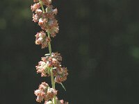 Artemisia campestris ssp campestris 1, Wilde averuit, Saxifraga-Jan van der Straaten