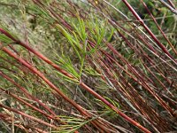 Artemisia campestris ssp campestris 7, Wilde averuit, Saxifraga-Rutger Barendse