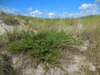 Artemisia campestris ssp maritima 11, Duinaveruit, Saxifraga-Ed Stikvoort