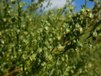Artemisia campestris ssp maritima 12, Duinaveruit, Saxifraga-Ed Stikvoort