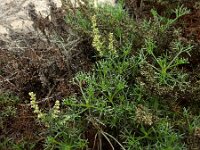 Artemisia campestris ssp maritima 15, Duinaveruit, Saxifraga-Ed Stikvoort
