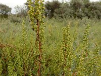 Artemisia campestris ssp maritima 18, Duinaveruit, Saxifraga-Ed Stikvoort