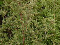 Artemisia scoparia 2, Saxifraga-Ed Stikvoort