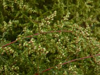 Artemisia scoparia 3, Saxifraga-Ed Stikvoort
