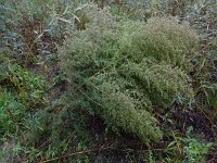 Artemisia scoparia 4, Saxifraga-Ed Stikvoort
